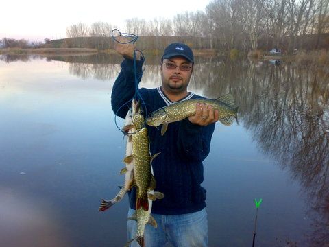 2 stiuci la cars viu ( caras mare , la palma prins pe langa mal ) + 2 stiuci luate la un skinner Salmo .