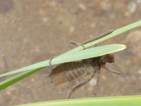 ... si insecta cu ponta de oua.