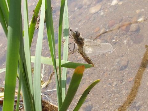 Insecte... (pe fundal este apa, in care se vede pietrisul)