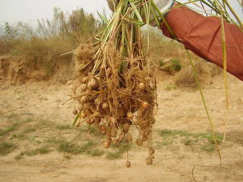 Tigernuts Plant 1.jpg