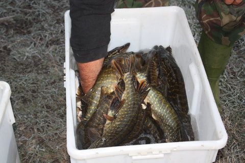 IMG_0929.jpg