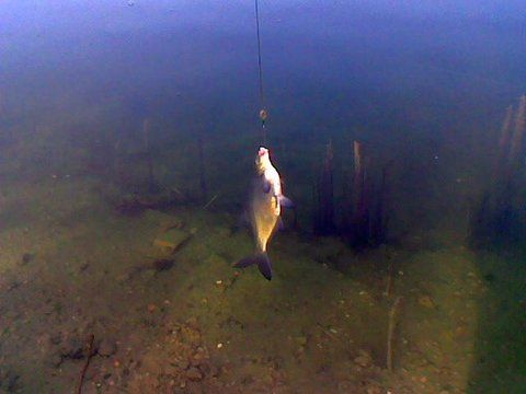 Image052.jpg