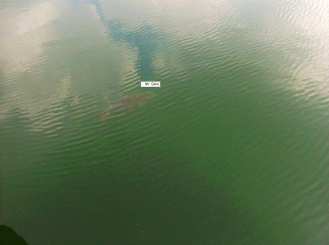 carpsurf.JPG