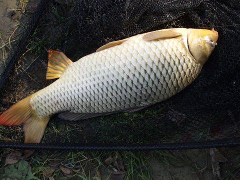 Crap de 5.5kg