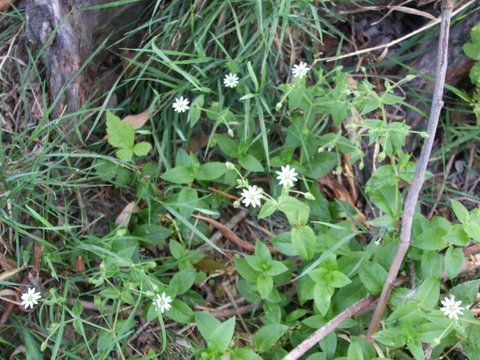 niste mici si insignifiante floricele