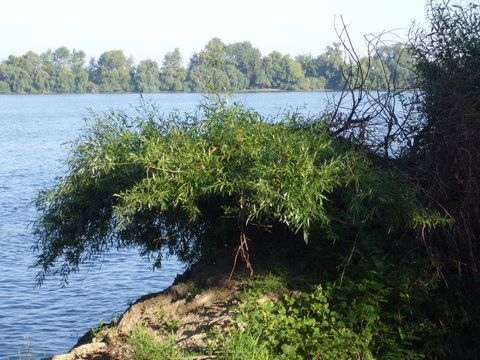 bonsai-ul naturii