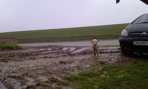 Sub prelata, la o barfa cu nea Marin. Cainele ar fi intrat si el dar.. nu mai era loc :)