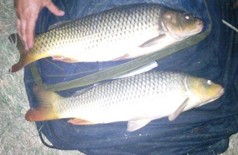 IMG_20130819_210313727-1.jpg (454.89 KiB) Vizualizat de 3819 ori IMG_20130819_210313727-1.jpg