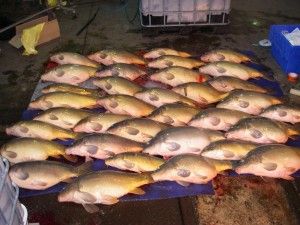 Carp1-300x225.jpg