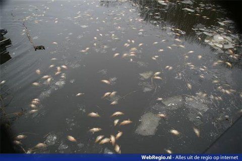 honderden-dode-vissen-uit-water-spaarnwoude-gevist-halfweg-3.jpg