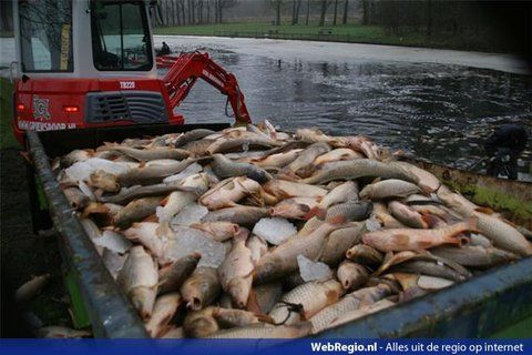 honderdendodevissenuitwaterspaarnwoudegevisthalfweg.jpg
