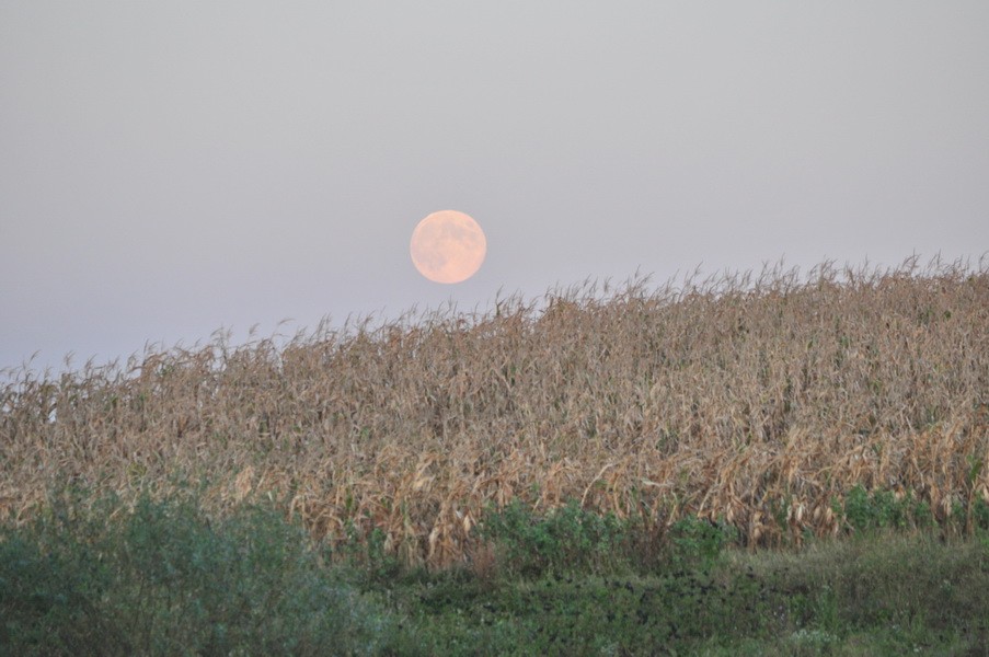 CSC_0080_resize