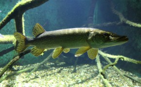 Stiuca – Esox Lucius