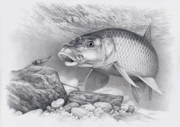 Yellowfish-Sketch-b