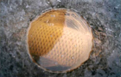 crap-in-copca