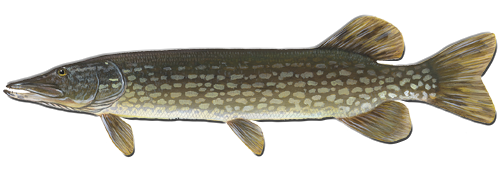 esox