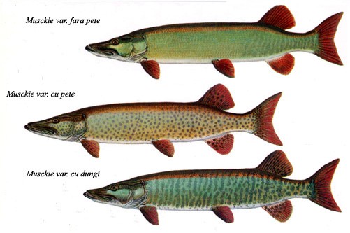 specii-de-stiuca-muskie