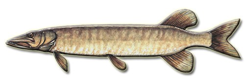 stiuca-musky