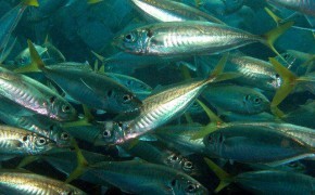 Stavridul