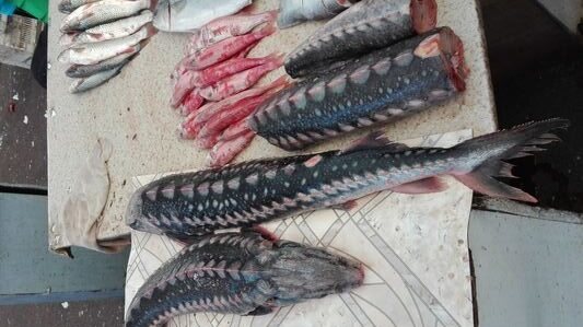BRACONAJ! Aproape o treime din produsele din sturion de pe piață provin din pescuit ilegal