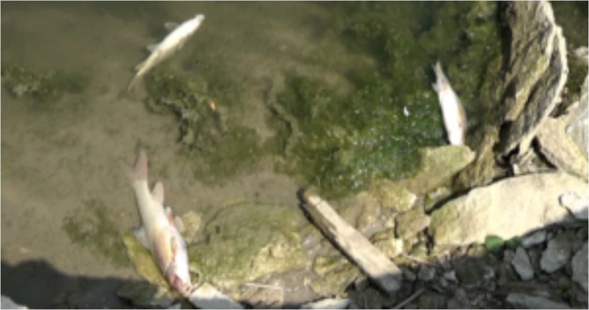 Imagini triste pe canalul Bega – pești morți aduși de apă