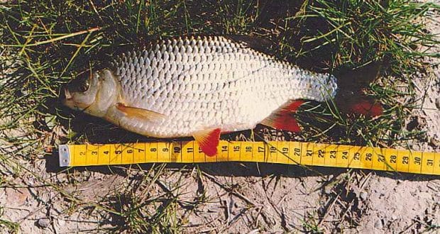 dimensiunile minime ale peștilor